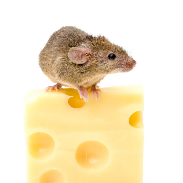 House mouse (Mus musculus) on big cheese — Stock Photo, Image