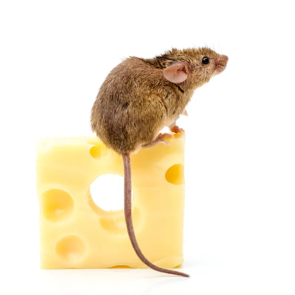 House mouse (Mus musculus) on big cheese — Stock Photo, Image