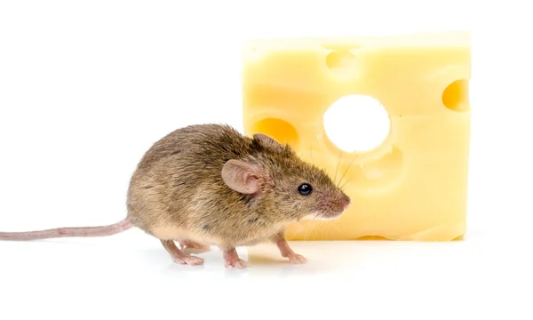 House mouse (Mus musculus) near cheese Stock Photo