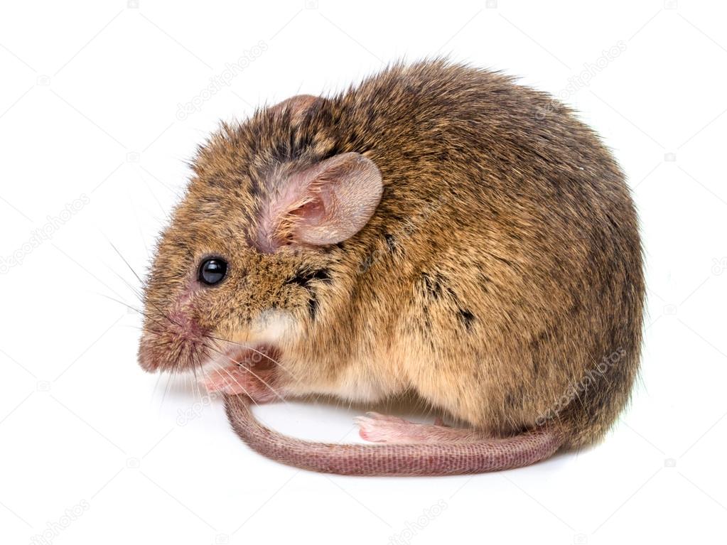 House mouse (Mus musculus)