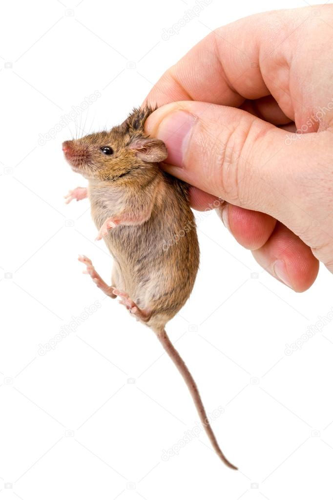 Captured house mouse (Mus musculus)