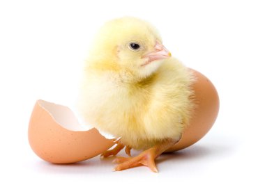 Yellow chicken hatching from egg clipart