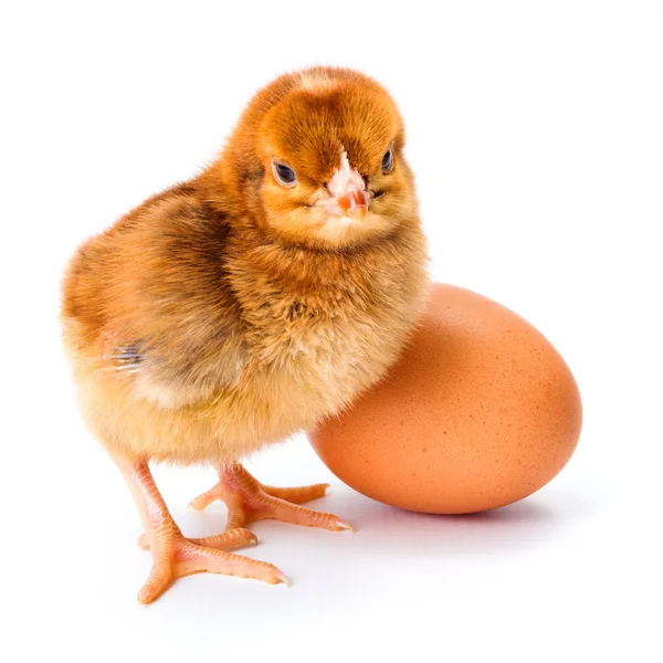 Pollo moreno recién nacido con huevo — Foto de Stock