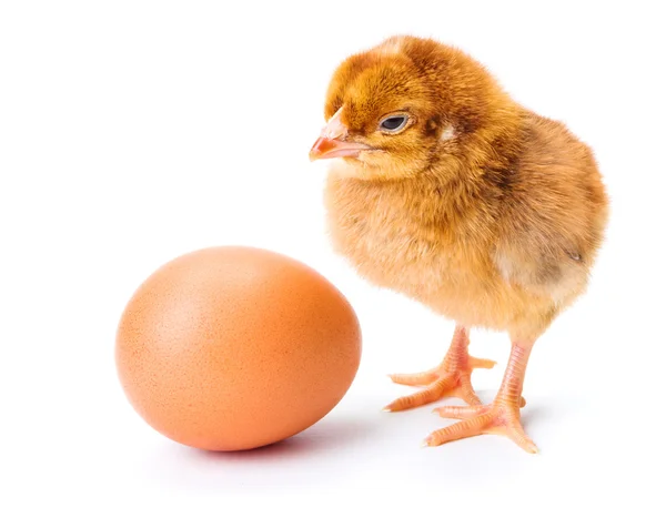 Little newborn brown chicken with egg — Stock Photo, Image