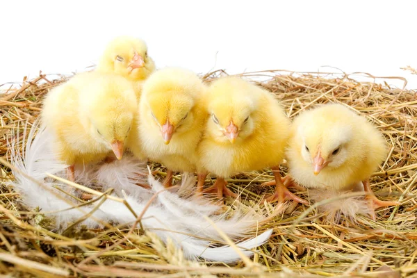 Little newborn chickens in nest — Stock Photo, Image