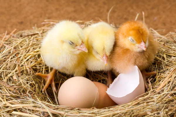 Weinig pasgeboren kippen in nest met ei shell — Stockfoto