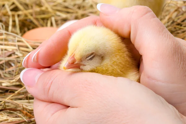 Новорожденный цыпленок спит в человеческой руке — стоковое фото