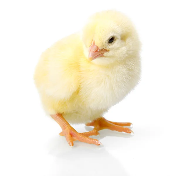 Yellow newborn chicken on reflective white — Stock Photo, Image