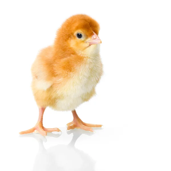 Brown newborn chicken on reflective white — Stock Photo, Image