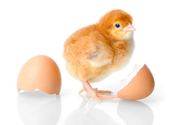 Brown newborn chicken with egg shells — Stock Photo, Image