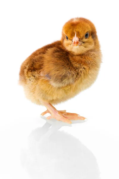 Brown newborn chicken on reflective white — Stock Photo, Image