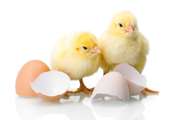 Yellow newborn chickens with egg shells — Stock Photo, Image