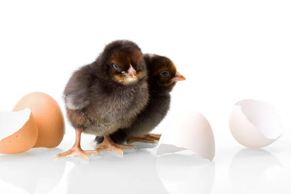 Black newborn chickens with egg shells — Stock Photo, Image