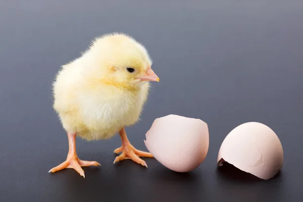 Yellow newborn chicken with egg shells — Stock Photo, Image