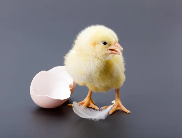 Yellow newborn chicken with feather and egg shells — Stock Photo, Image