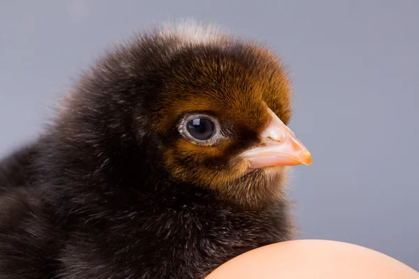 Macro of black newborn chicken head — Stock Photo, Image