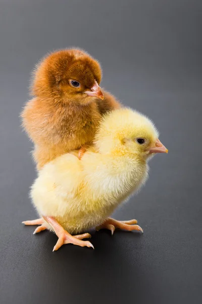 Newborn chickens on black — Stock Photo, Image