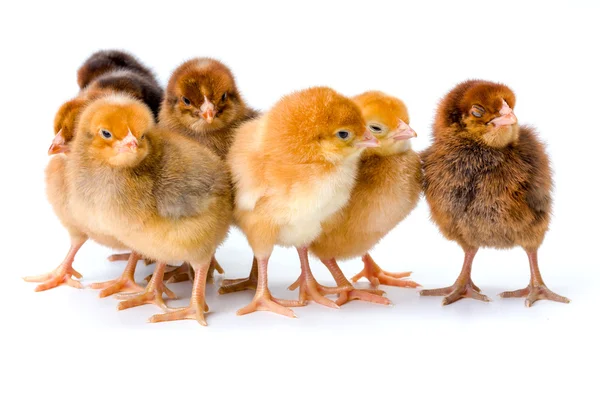 Groep van pasgeboren bruin kippen — Stockfoto