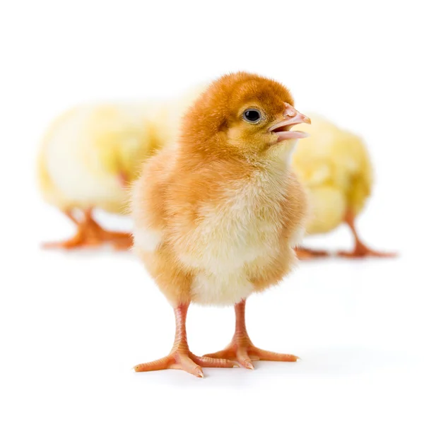 Newborn chicken standing in front of the others — Stock Photo, Image