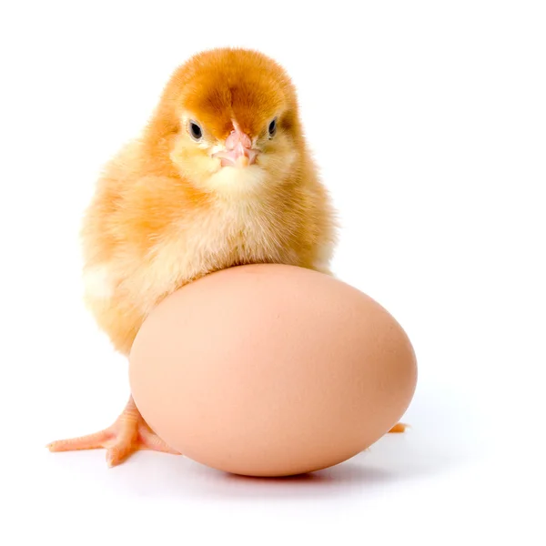 Newborn brown chicken with egg — Stock Photo, Image
