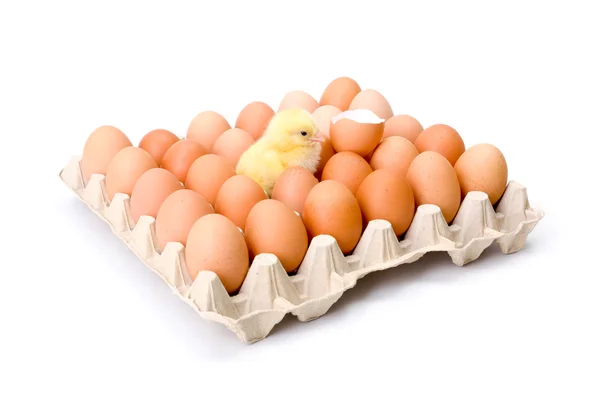 Egg tray with newborn yellow chicken in center — Stock Photo, Image