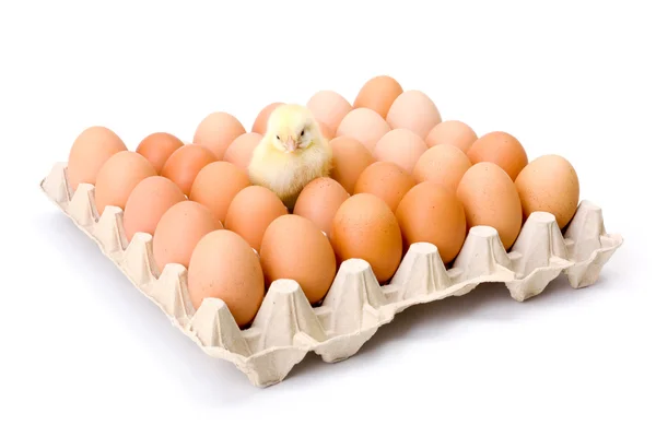 Egg bricka med nyfödda gula kyckling i centrum — Stockfoto