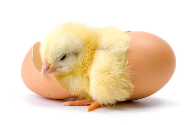 Yellow chicken hatching from egg — Stock Photo, Image