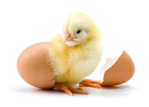 Yellow chicken hatching from egg — Stock Photo, Image