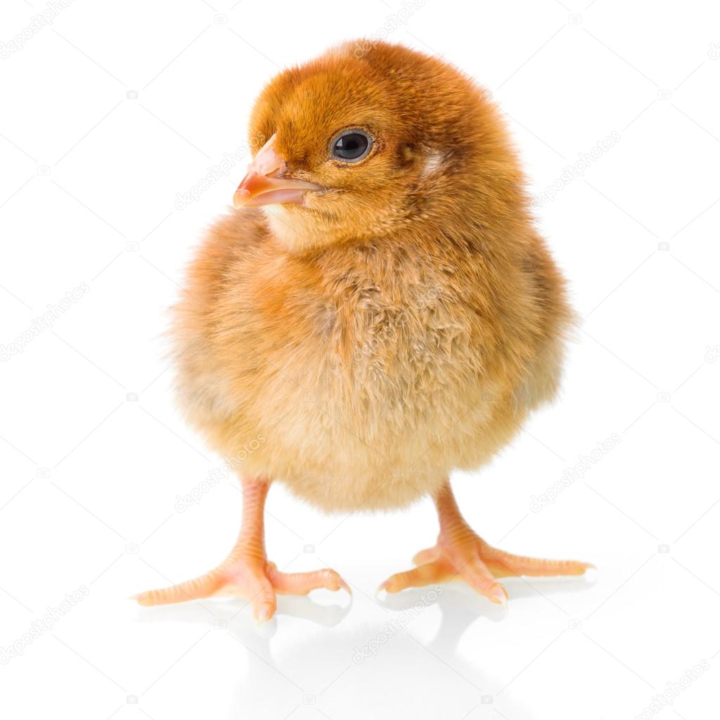 Brown newborn chicken on reflective white