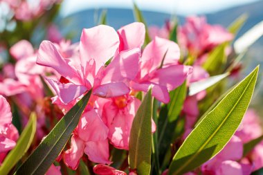 Nerium oleander Yunanistan