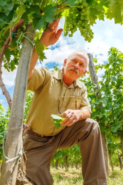 Üzüm üzüm kümeleri arıyorum viticulturist