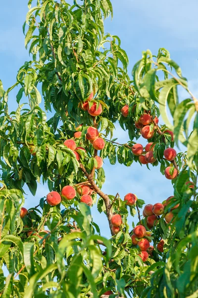 Olgun şeftali meyve ağacı üzerinde