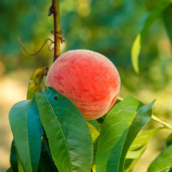 Reife Pfirsichfrüchte am Baum — Stockfoto