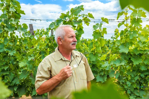 Гордый человек в винограднике летом — стоковое фото