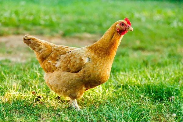 Chicken in green garden — Stock Photo, Image