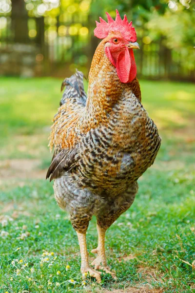 Hahn im grünen Garten — Stockfoto