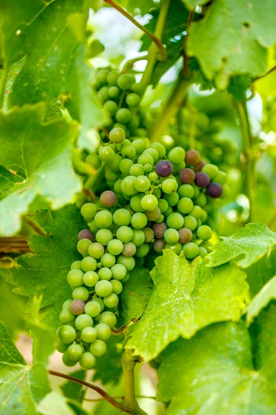 Ripening Blauer Portugeiser grape cluster — Stock Photo, Image