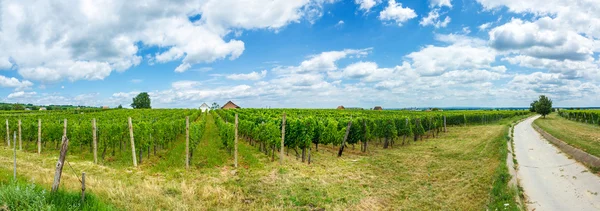 Wijngaarden in Villany (Hongarije), zomer van 2015 — Stockfoto