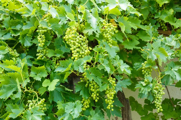 Clústeres de uva Ottonel moscatel verde —  Fotos de Stock