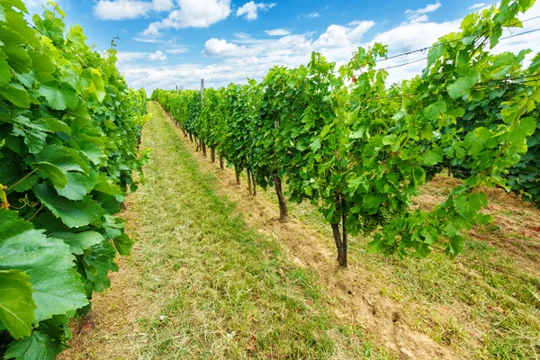 Uvas Blauer Portugeiser y Blaufrankisch en viñedo — Foto de Stock