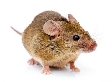 Ev faresi (Mus musculus)