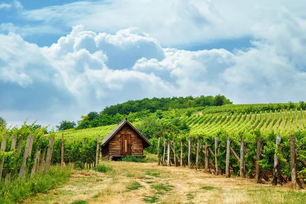Деревянный пресс дом в винограднике — стоковое фото