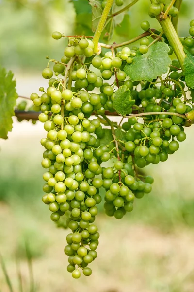 Green Harslevelu (linden leaf) grape clusters in vineyard — Stock Photo, Image