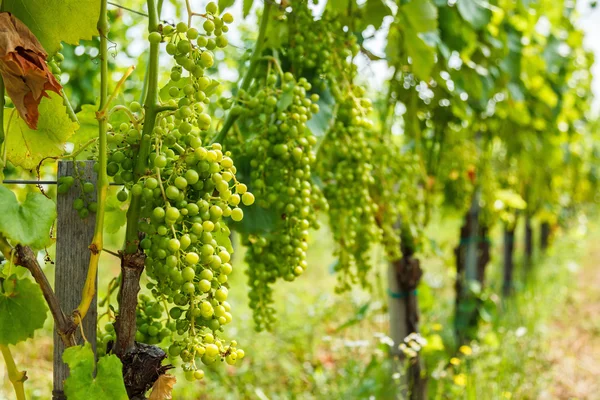Зеленый Harslevelu (листовой лист) виноградные кластеры в винограднике — стоковое фото