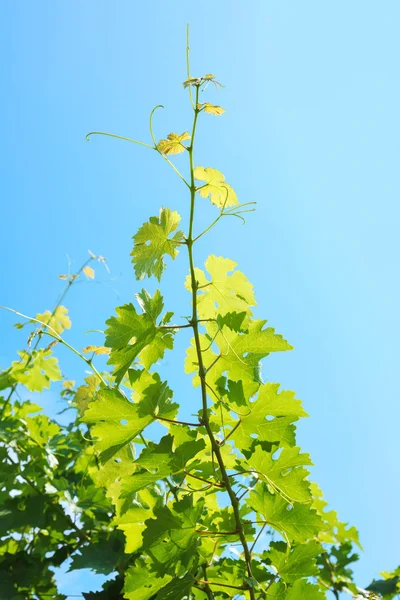 Vinhas e folhas de uva verde — Fotografia de Stock