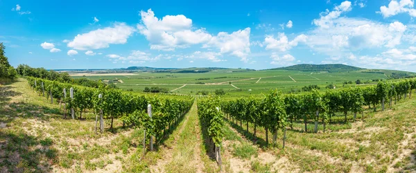 Blauer Portugeiser druiven in een Hongaarse wijngaard — Stockfoto