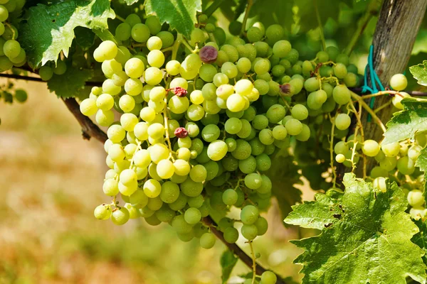 Green table grape clusters in vineyard — Stock Photo, Image
