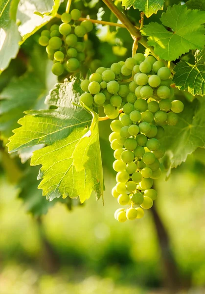 Green Blauer Portugeiser grape clusters — Stock Photo, Image