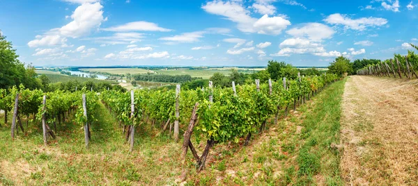 Blauer Portugeiser druiven in wijngaard — Stockfoto