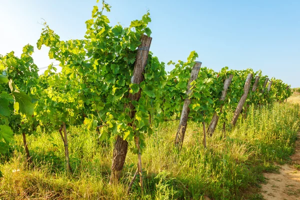 Виноградарский виноград в винограднике — стоковое фото